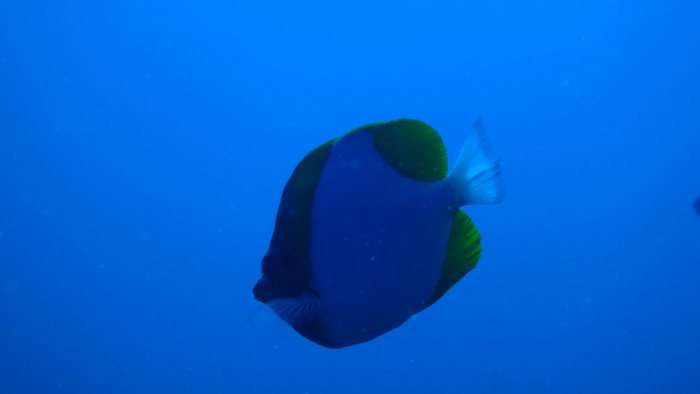 Hemitaurichthys polylepis