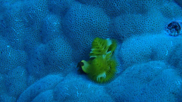 Spirobranchus corniculatus