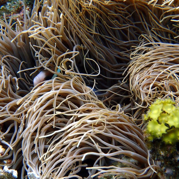 Amphiprion akindynos