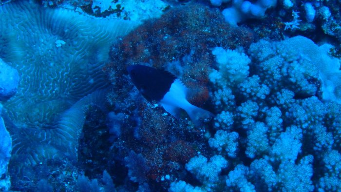 Chromis iomelas