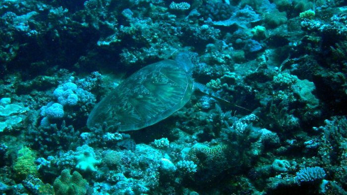 Chelonia mydas (tortue verte)