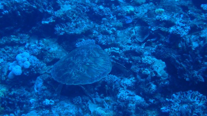 Chelonia mydas (tortue verte)