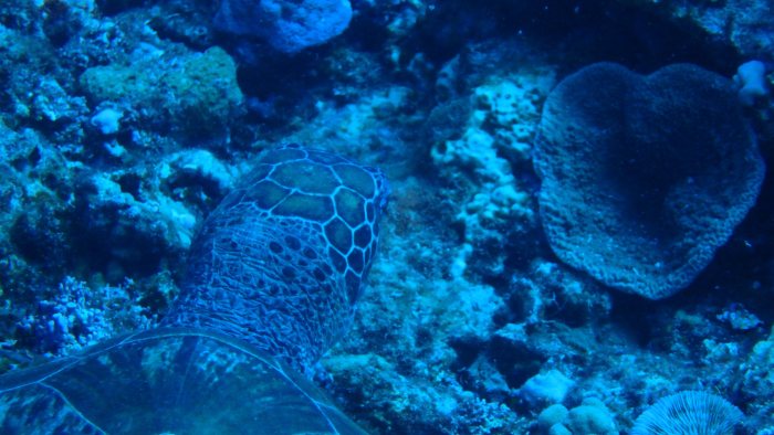 Chelonia mydas (tortue verte)