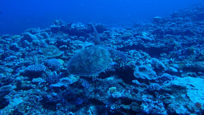 Chelonia mydas (tortue verte)