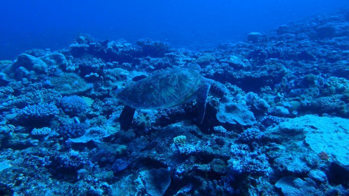 Chelonia mydas (tortue verte)