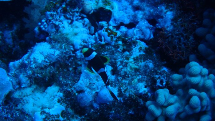 Amphiprion akindynos