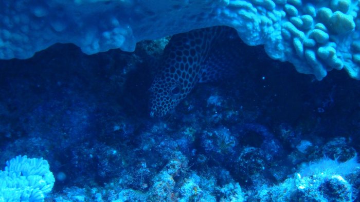 Epinephelus merra