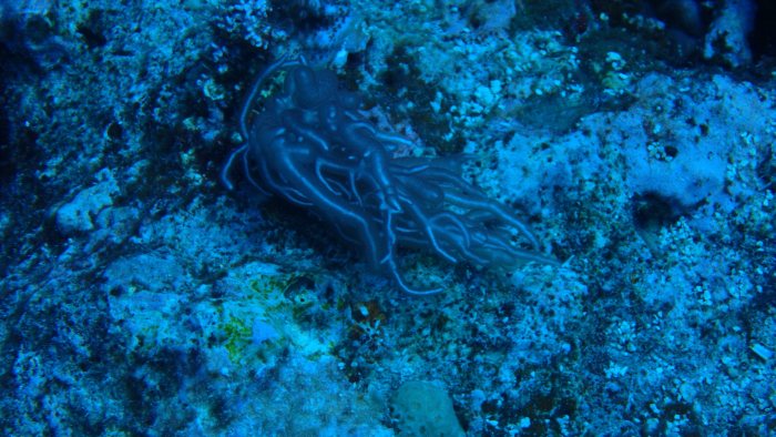 Trichogloea requienii