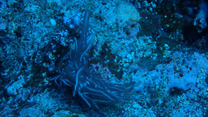 Trichogloea requienii