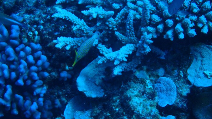 Oxymonacanthus longirostris