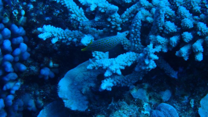 Oxymonacanthus longirostris