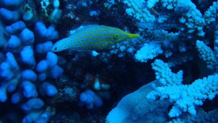 Oxymonacanthus longirostris