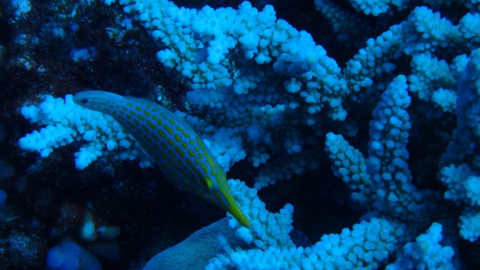 Oxymonacanthus longirostris