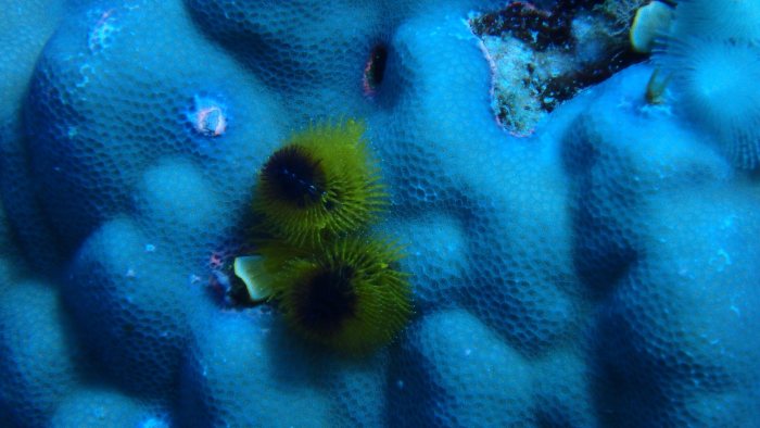 Spirobranchus corniculatus