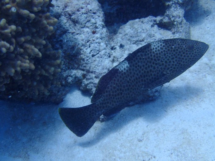 Epinephelus maculatus
