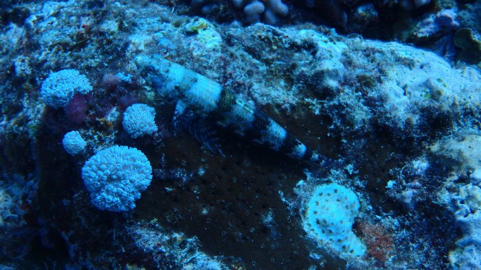 Saurida gracilis