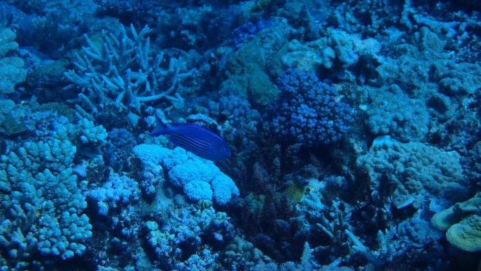 Genicanthus watanabei