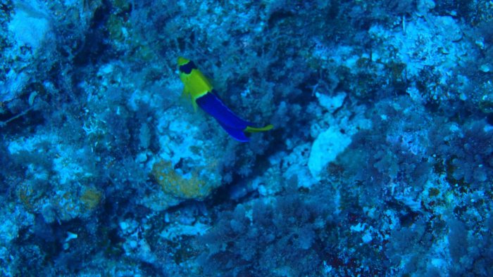 Centropyge bicolor