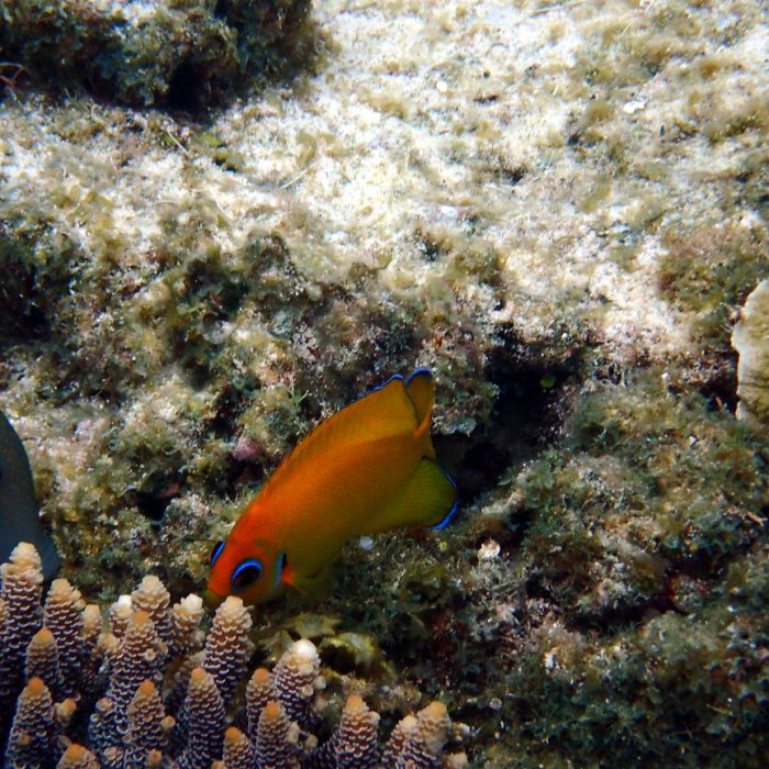 Centropyge flavissima