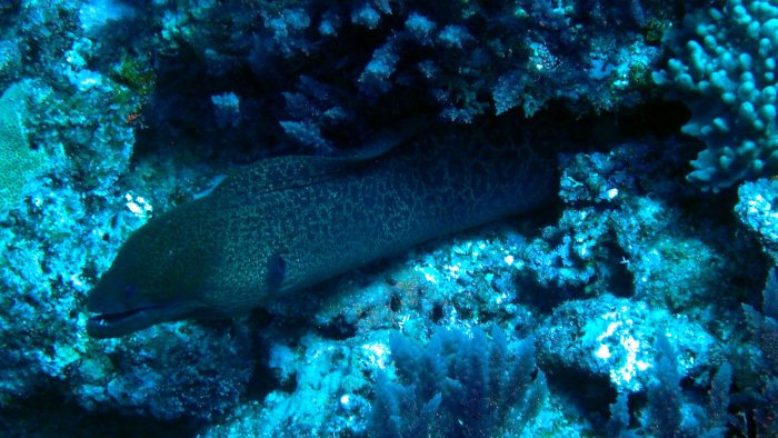 Gymnothorax javanicus