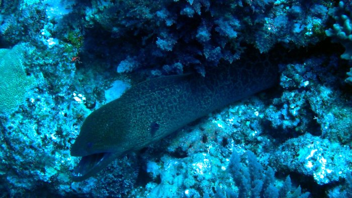 Gymnothorax javanicus