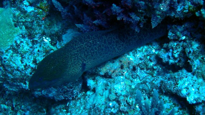 Gymnothorax javanicus