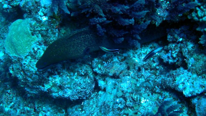 Gymnothorax javanicus
