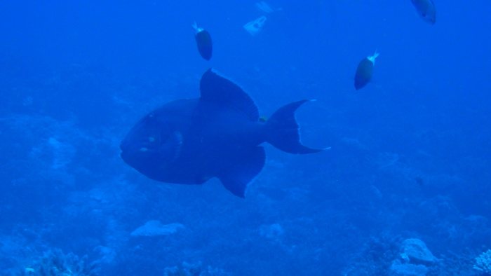 Odonus niger