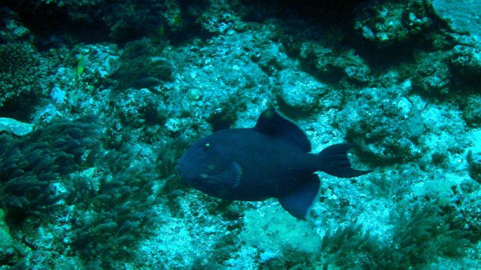 Odonus niger