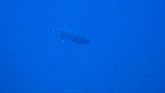 Odonus niger