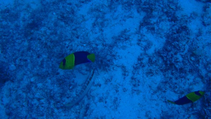 Centropyge bicolor