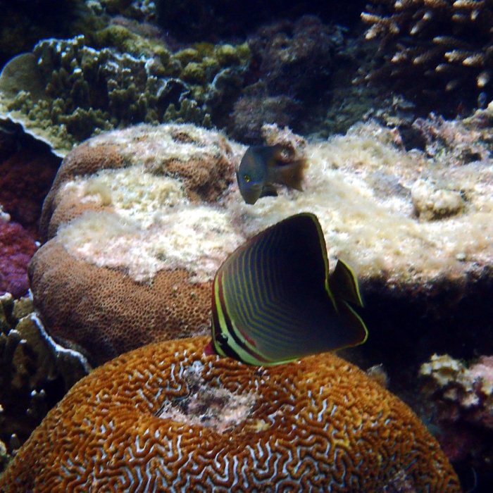 Chaetodon baronessa