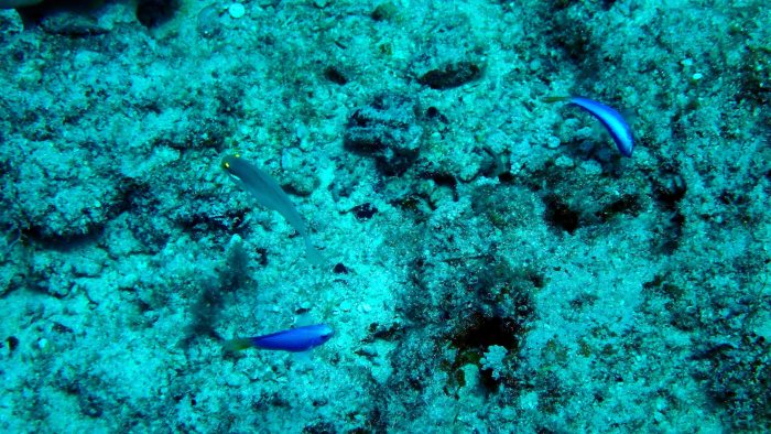 Valenciennea strigata