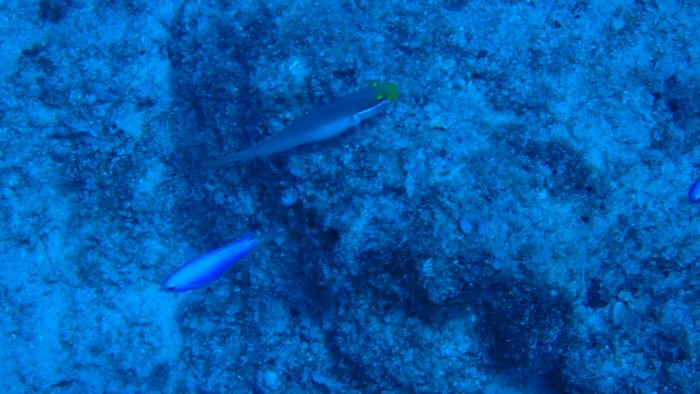Valenciennea strigata