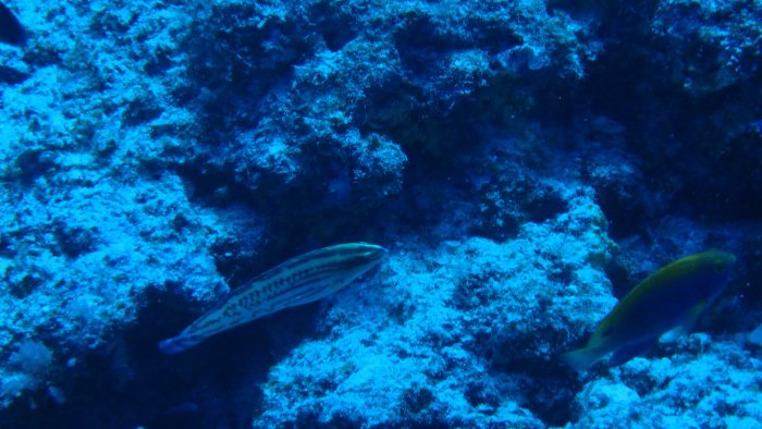 Poissons osseux