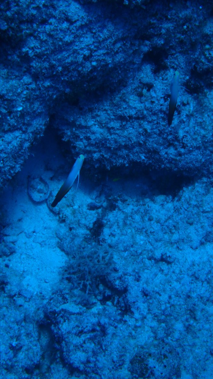 Nemateleotris magnifica