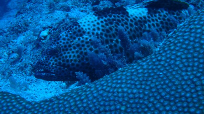 Epinephelus maculatus
