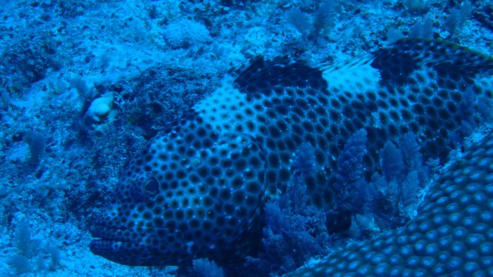 Epinephelus maculatus