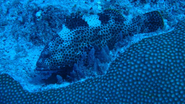 Epinephelus maculatus