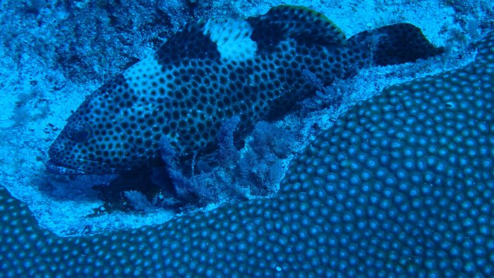 Epinephelus maculatus
