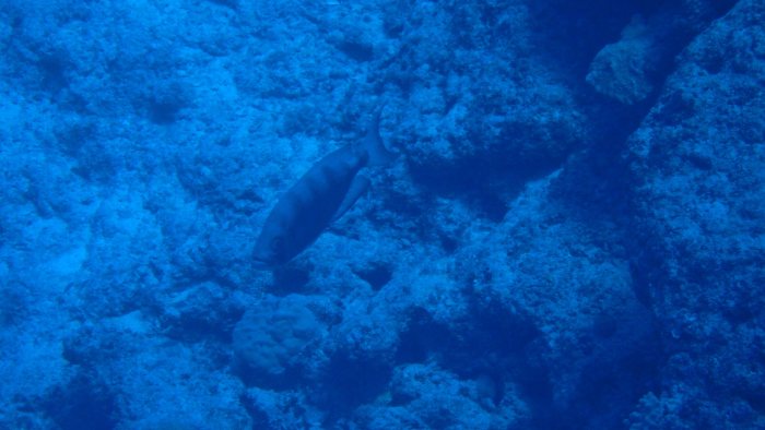 Epinephelus fasciatus