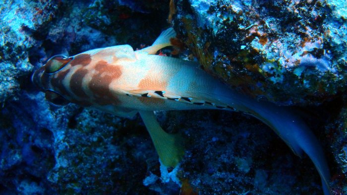 Epinephelus fasciatus