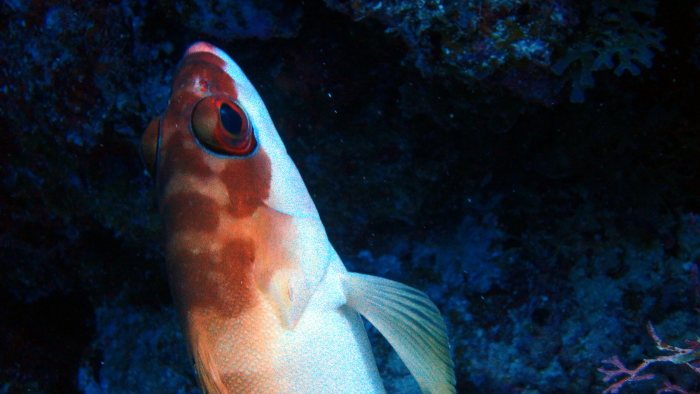 Epinephelus fasciatus