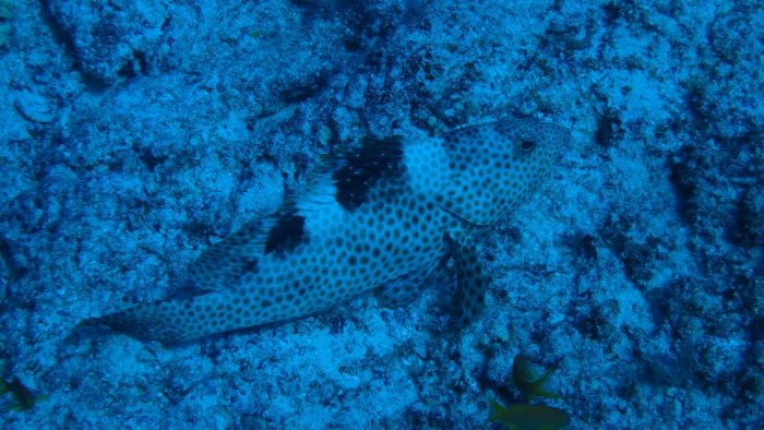 Epinephelus maculatus