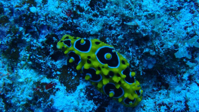 Phyllidia ocellata