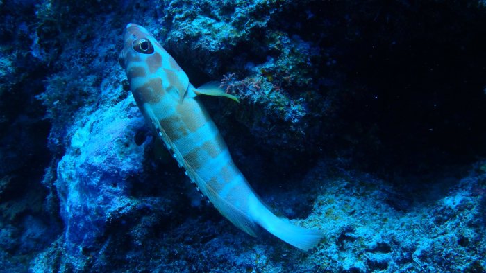 Epinephelus fasciatus