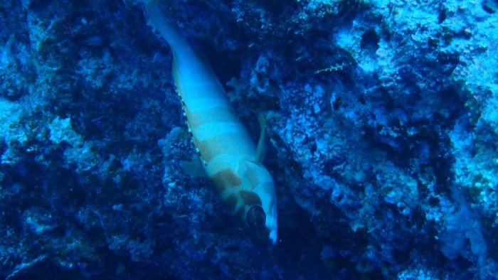 Epinephelus fasciatus