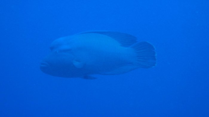 Cheilinus undulatus