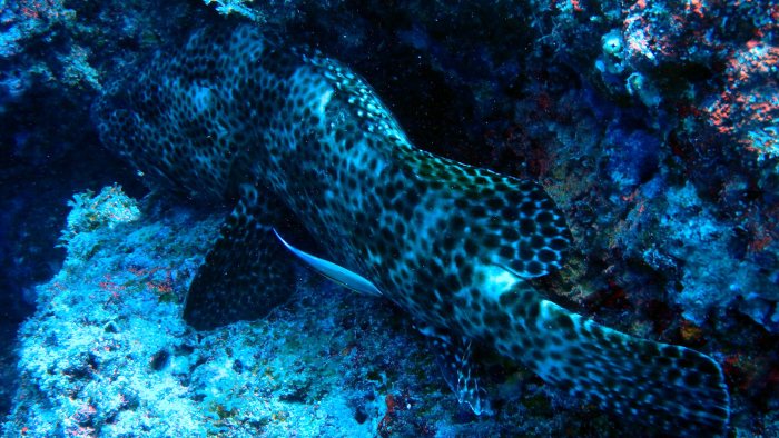 Epinephelus maculatus