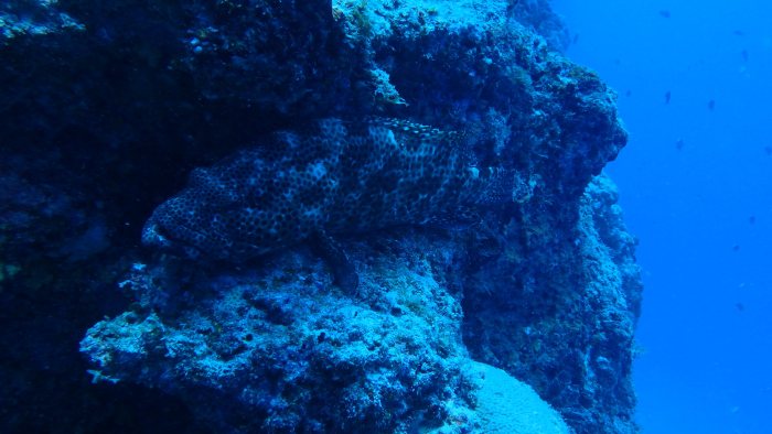 Epinephelus maculatus